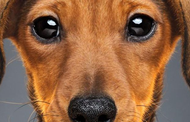هر آنچه باید درمورد بینایی سگ‌ها بدانید!