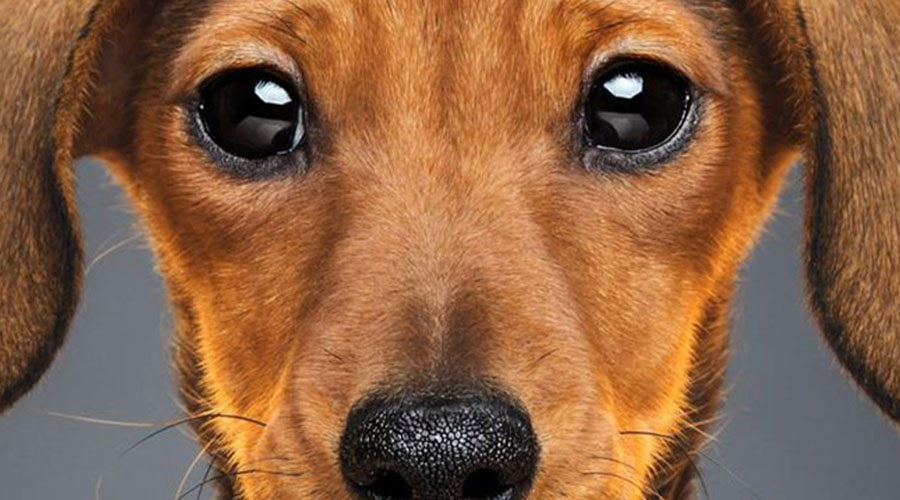 هر آنچه باید درمورد بینایی سگ‌ها بدانید!