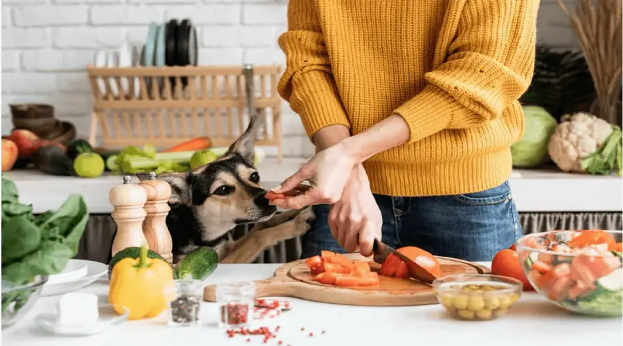 غذای خانگی برای سگ خوب است یا نه؟ هرآنچه باید بدانید